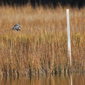 Belted Kingfisher