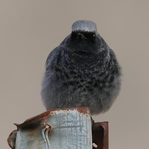 Black Redstart