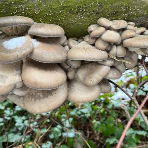 Oyster Mushroom