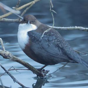 White-throated Dipper