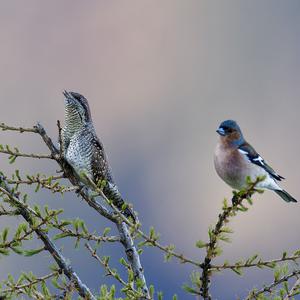 Eurasian Wryneck