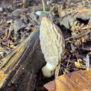 Black Morel