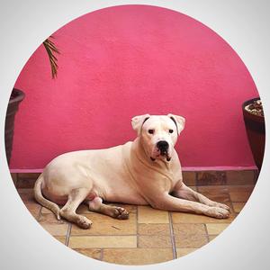 Dogo Argentino