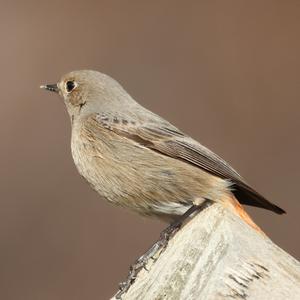 Black Redstart