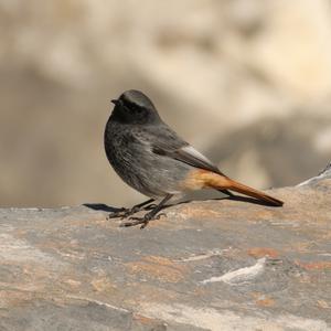 Black Redstart