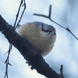 Wood Nuthatch