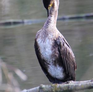 Kormoran