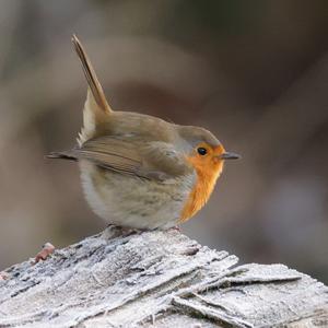 European Robin