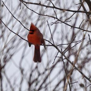 Northern Cardinal