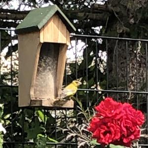 European Greenfinch