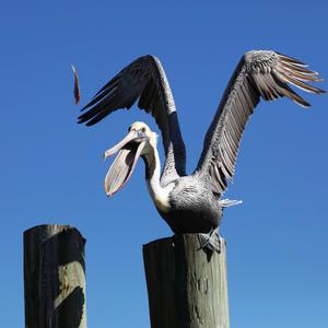 Brown Pelican