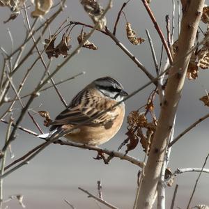 Rock Bunting