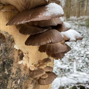 Oyster Mushroom