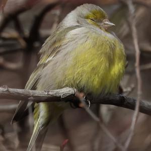 Alpine Citril Finch