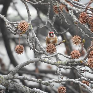 European Goldfinch