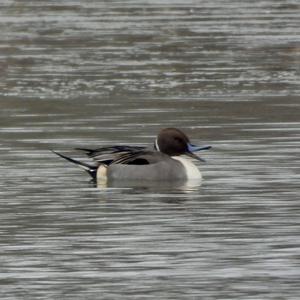 Northern Pintail