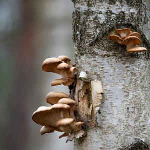 Oyster Mushroom