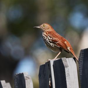 Brown Thrasher