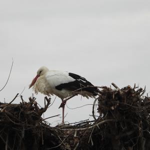 White Stork