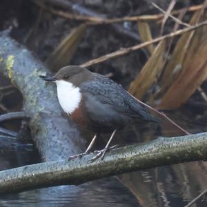 White-throated Dipper