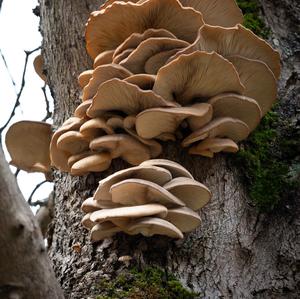 Oyster Mushroom