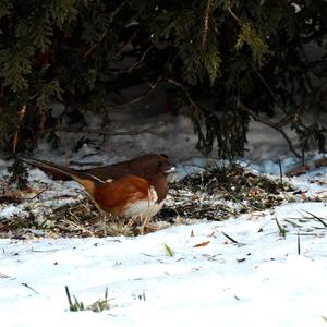 Eastern Towhee