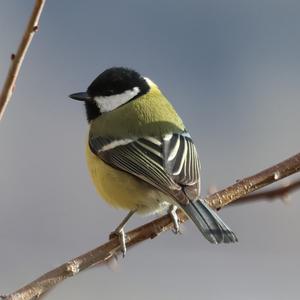 Great Tit