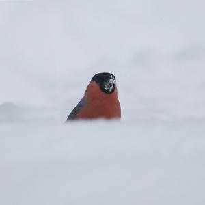 Eurasian Bullfinch