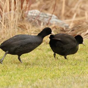 Common Coot