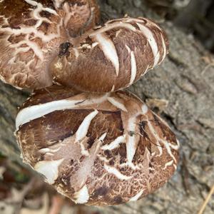 Shiitake Mushroom