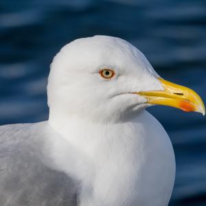 Yellow-legged Gull