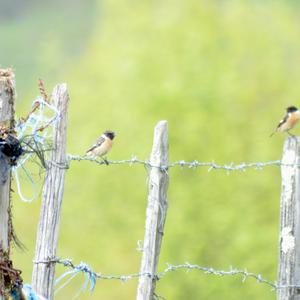 European stonechat