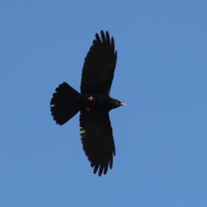 Yellow-billed Chough