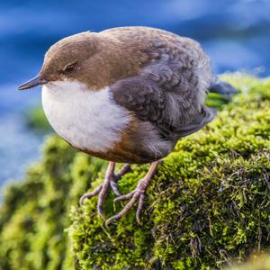 White-throated Dipper