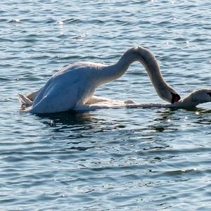 Mute Swan