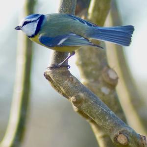 Blue Tit