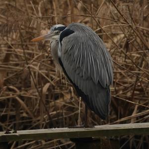 Grey Heron