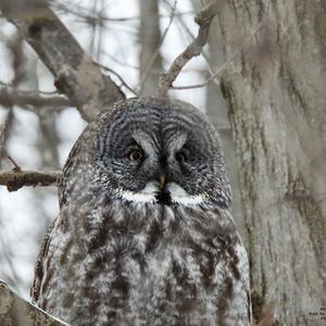 Great Grey Owl