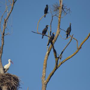 Great Cormorant