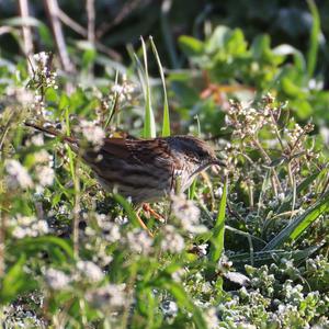 Hedge Accentor