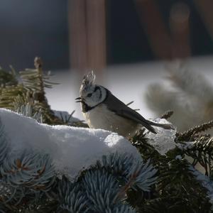 Crested Tit