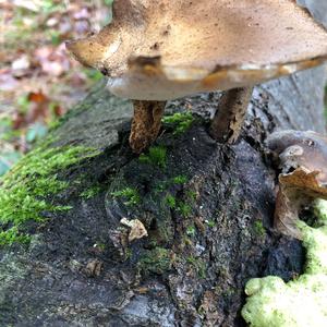 Black-footed Polypore