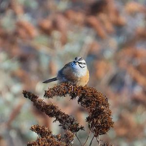 Rock Bunting