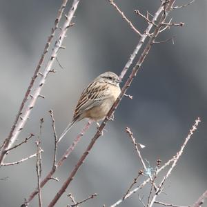 Rock Bunting