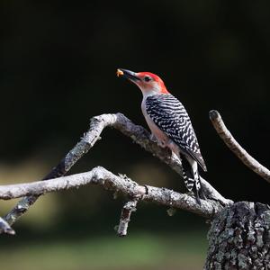 Red-bellied Woodpecker