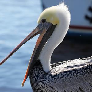 Brown Pelican