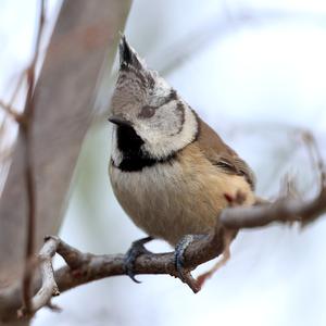 Crested Tit