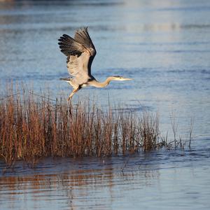 Grey Heron