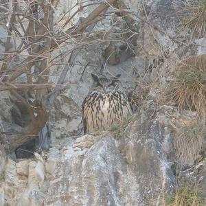 Eurasian Eagle-owl