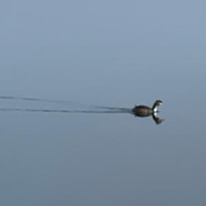 Great Crested Grebe